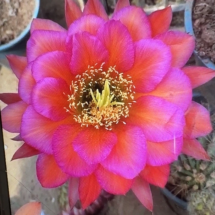 阿不里侧芽5公分左右毛花柱（20包邮）