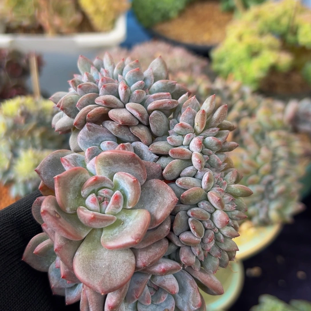 新年快乐 新年快乐