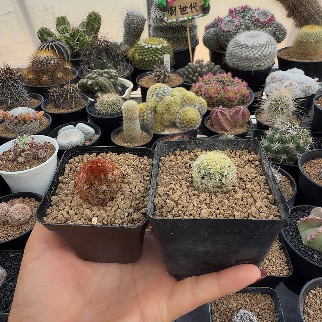 侧芽佛头嘉文丸两颗