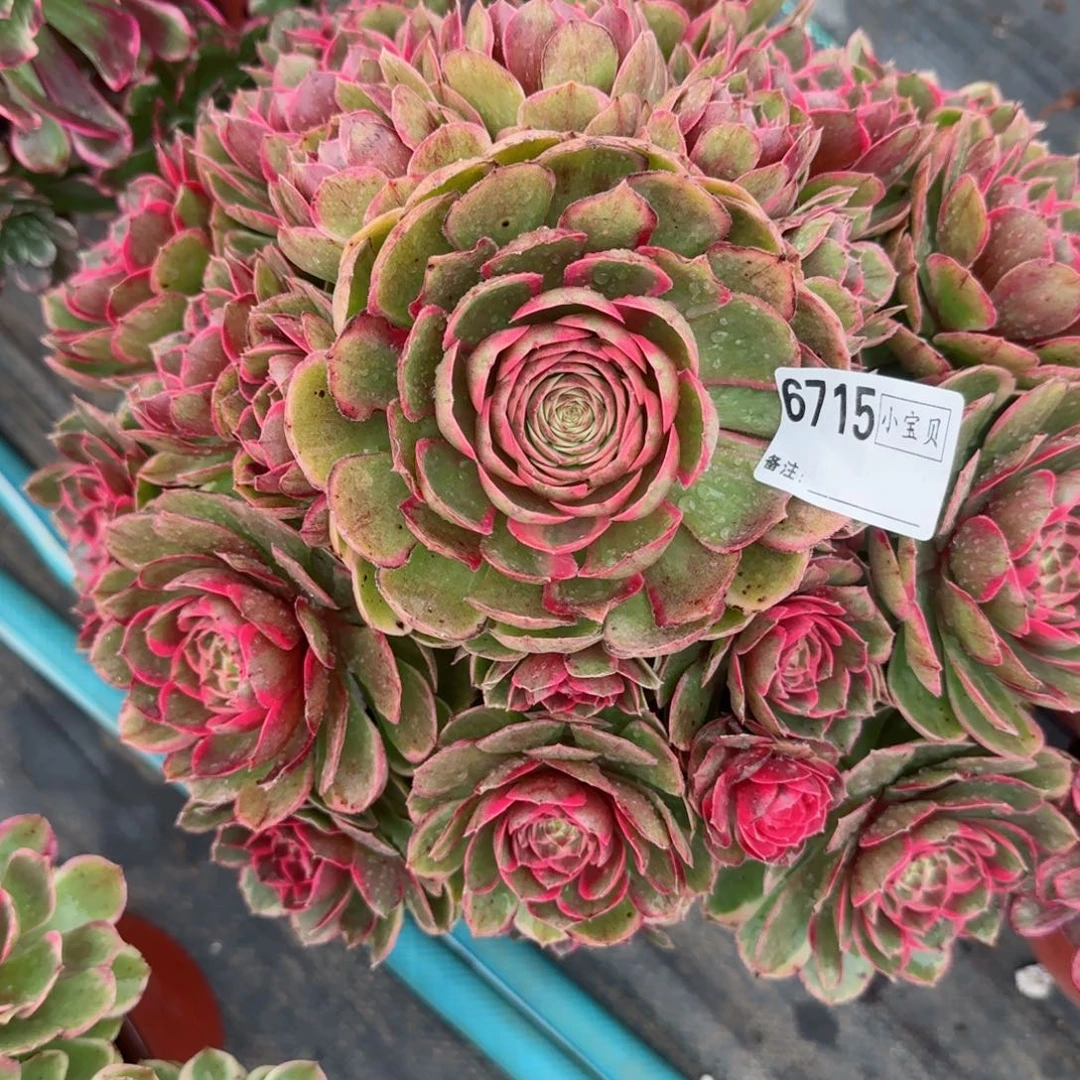 阿*6715粉花妖多肉多肉