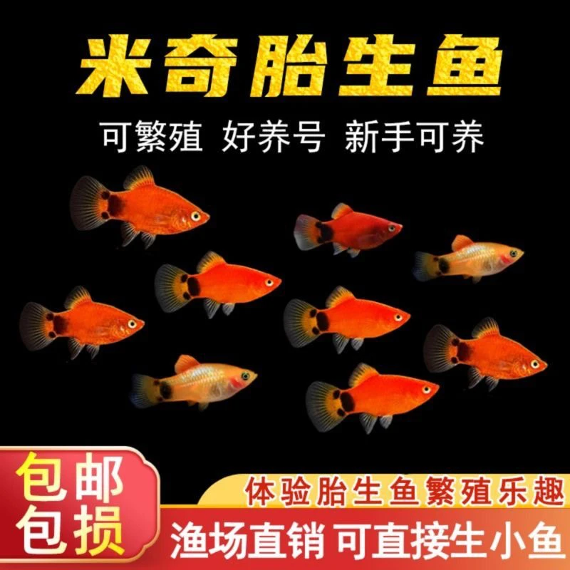 米奇鱼繁殖小型热带鱼胎生热带观赏鱼淡水耐活好养小鱼