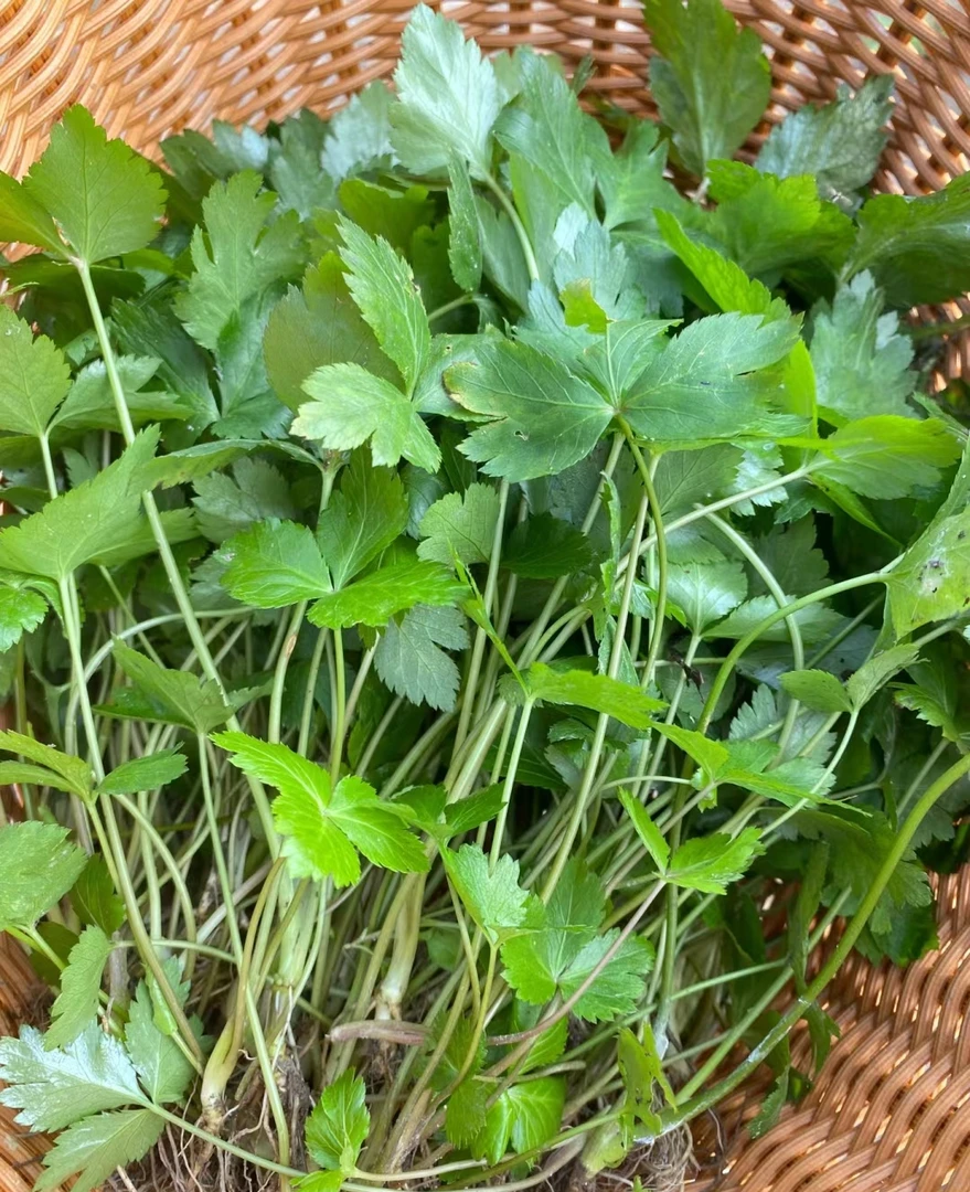 贵州高山野生鸭脚板