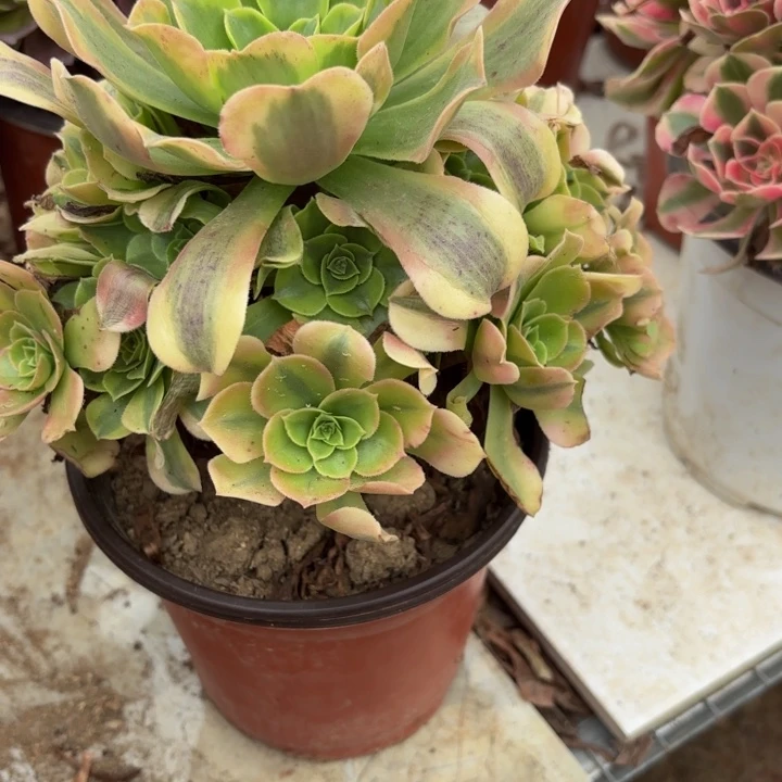 绿豆沙多肉处理不包断头0757