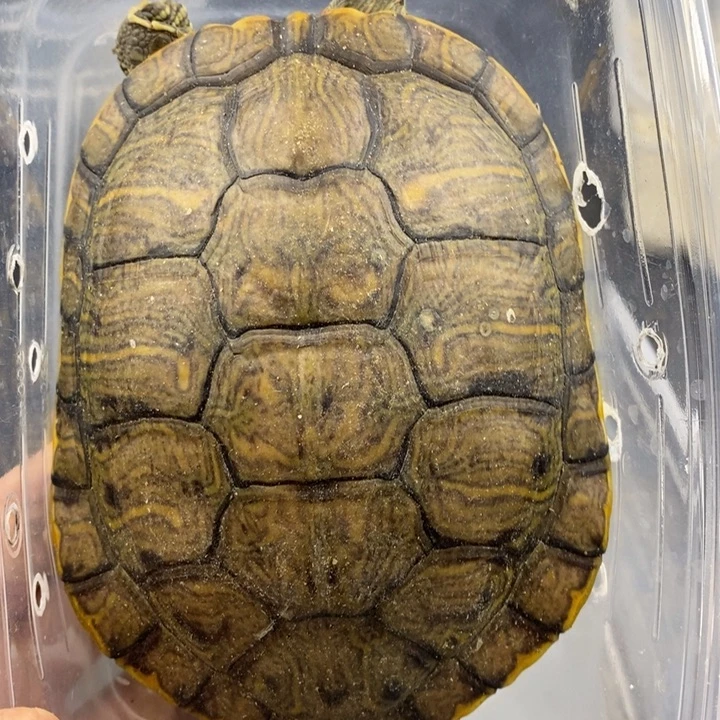 巴西彩龟母66666666