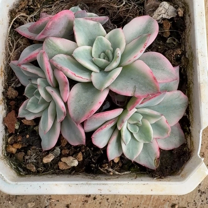 福利一颗一物一拍