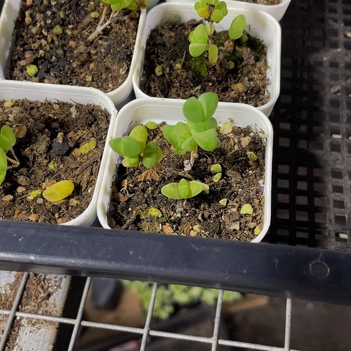 元宝枝干带哦土发货