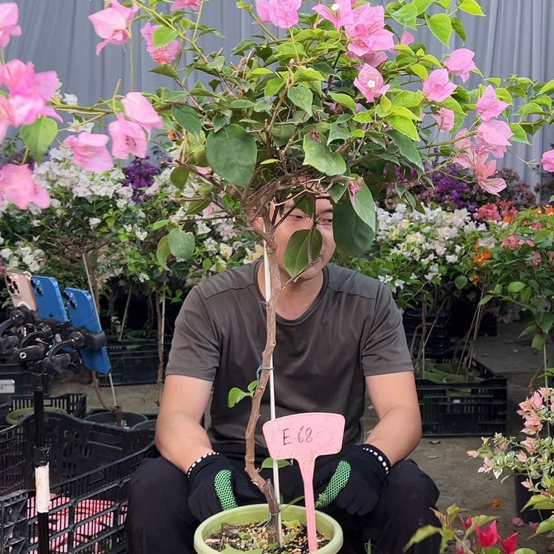 芭***想完全开放E68橙粉公主
