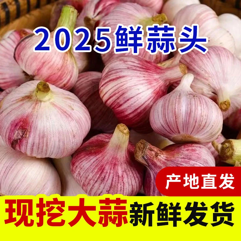 2025鲜蒜新鲜头茬紫白皮鲜蒜现挖现发可腌制 5斤