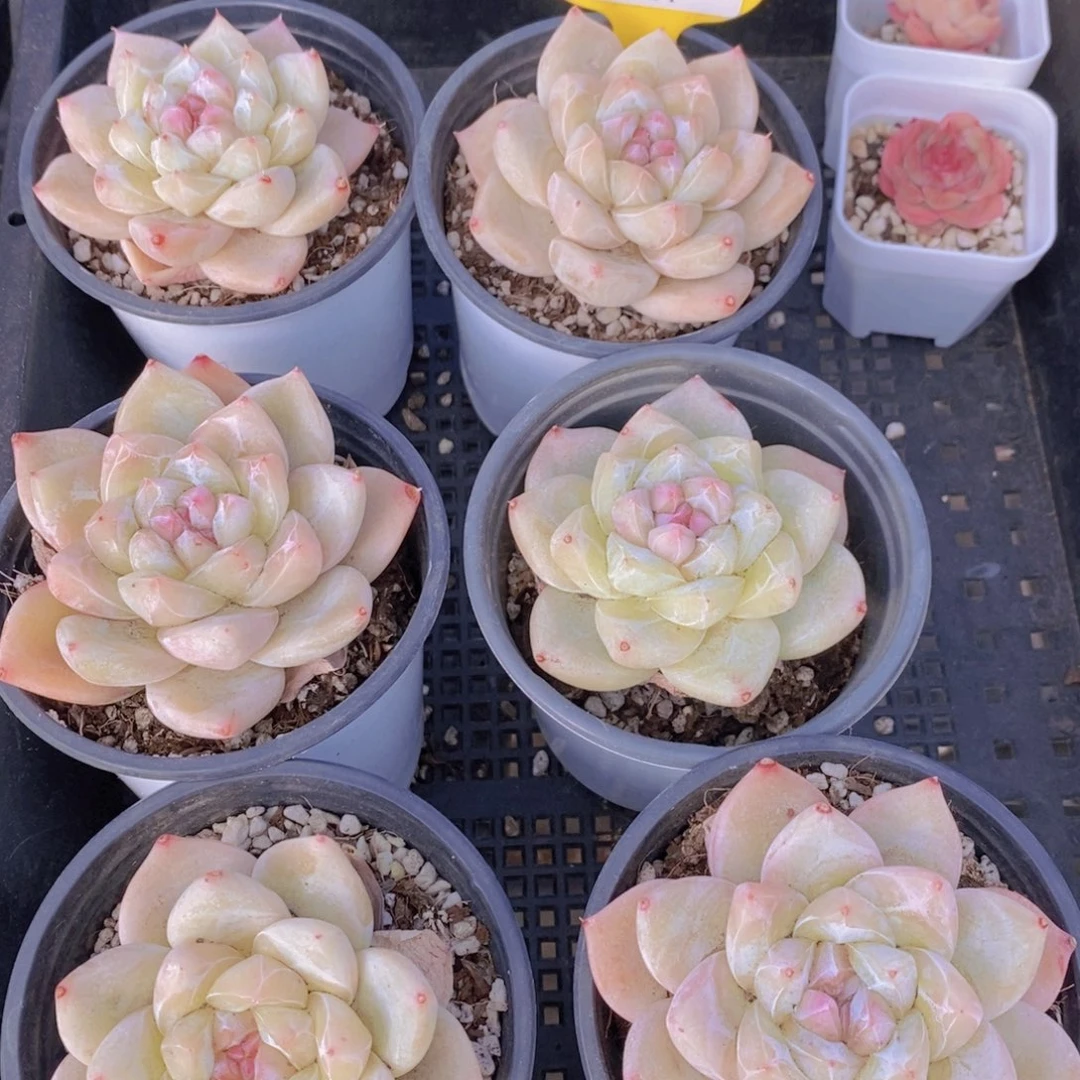 4-54-精品糖心珍妮白泽单头一个