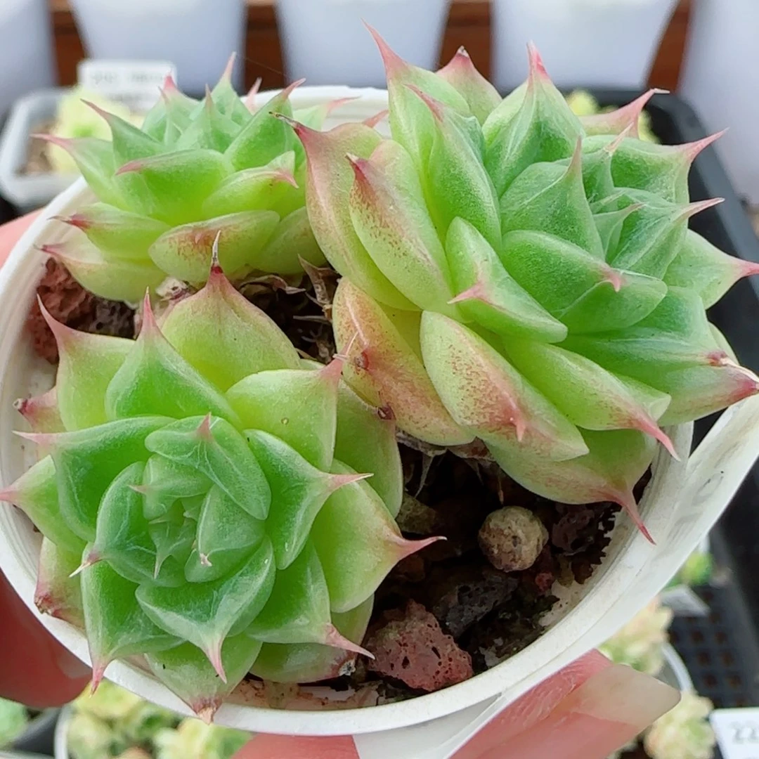 花语逸镜0903-228散