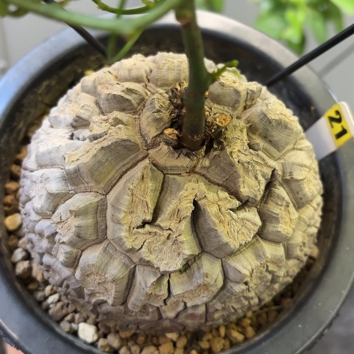 日系南非龟甲龙带盆包邮