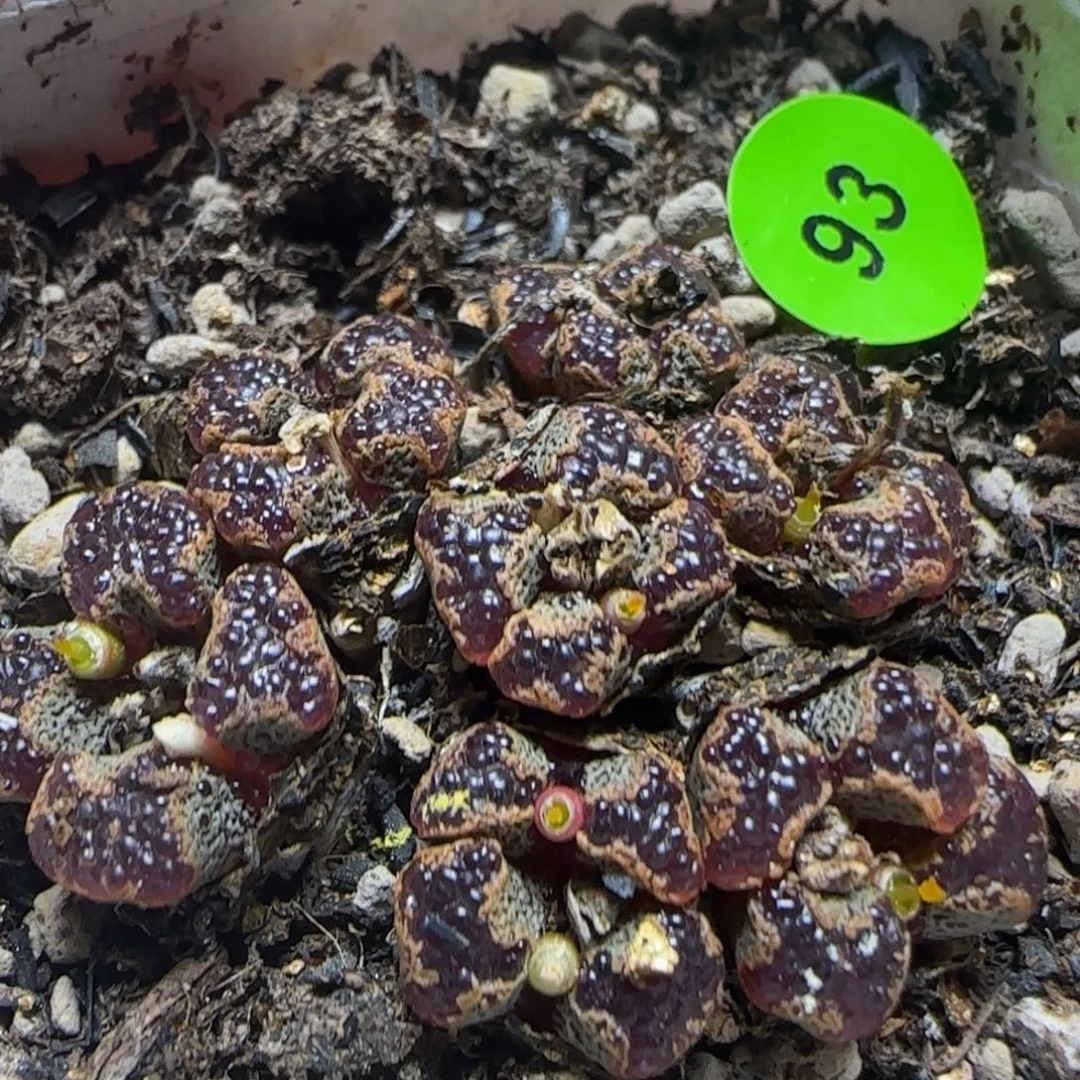 14头漂亮多肉植物93
