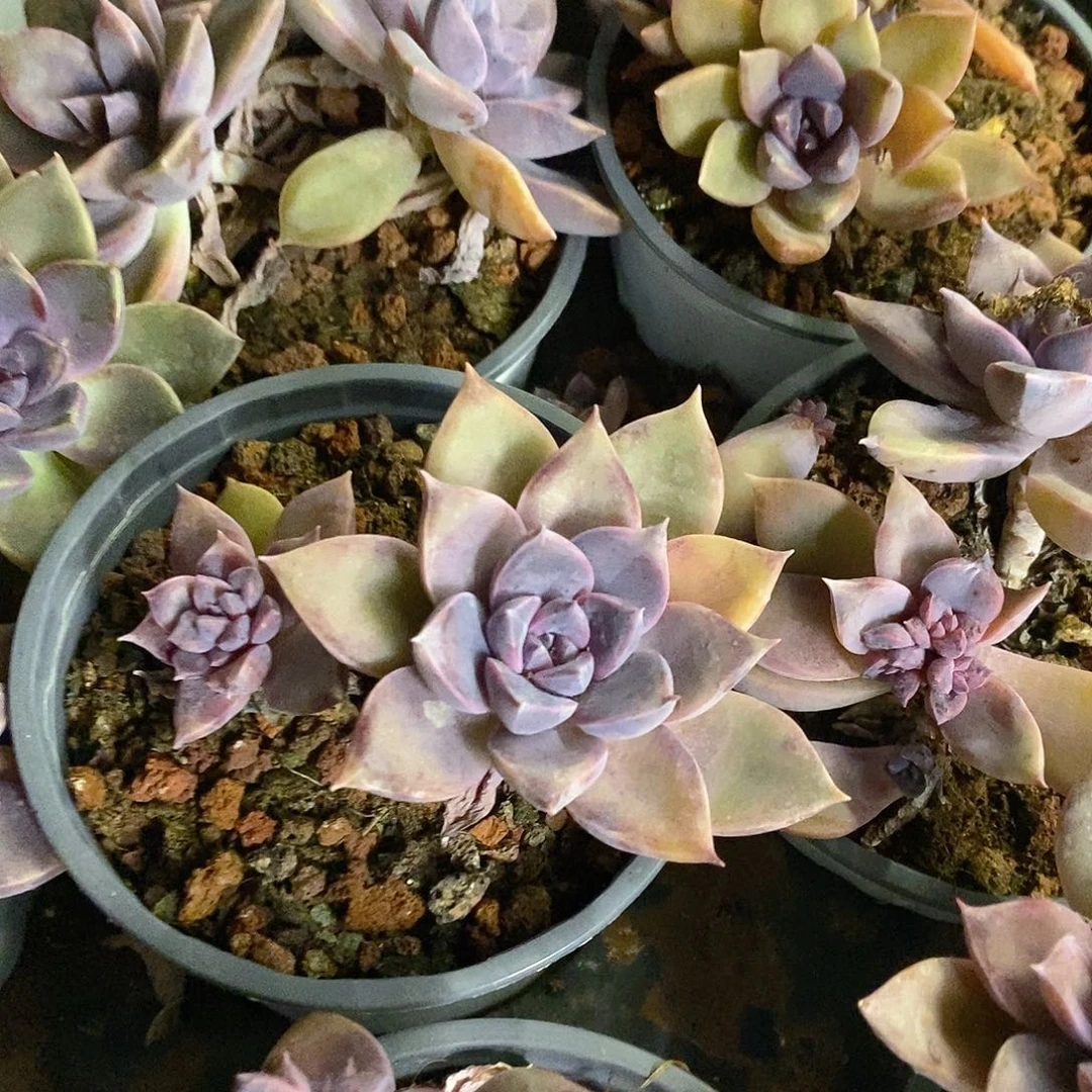 团。紫琪。福利多多