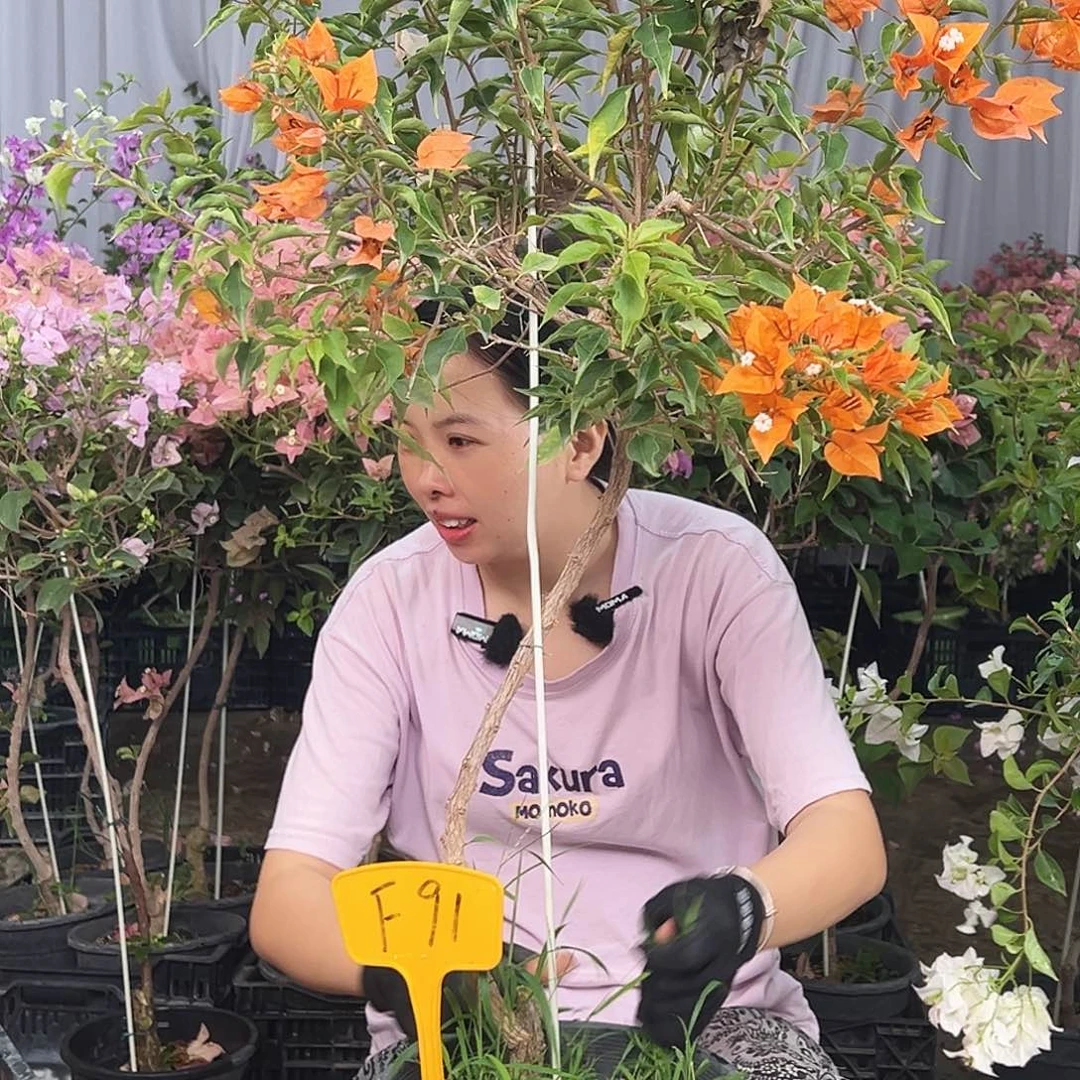 L***Y大部分花苞少量开放F91橙桑巴