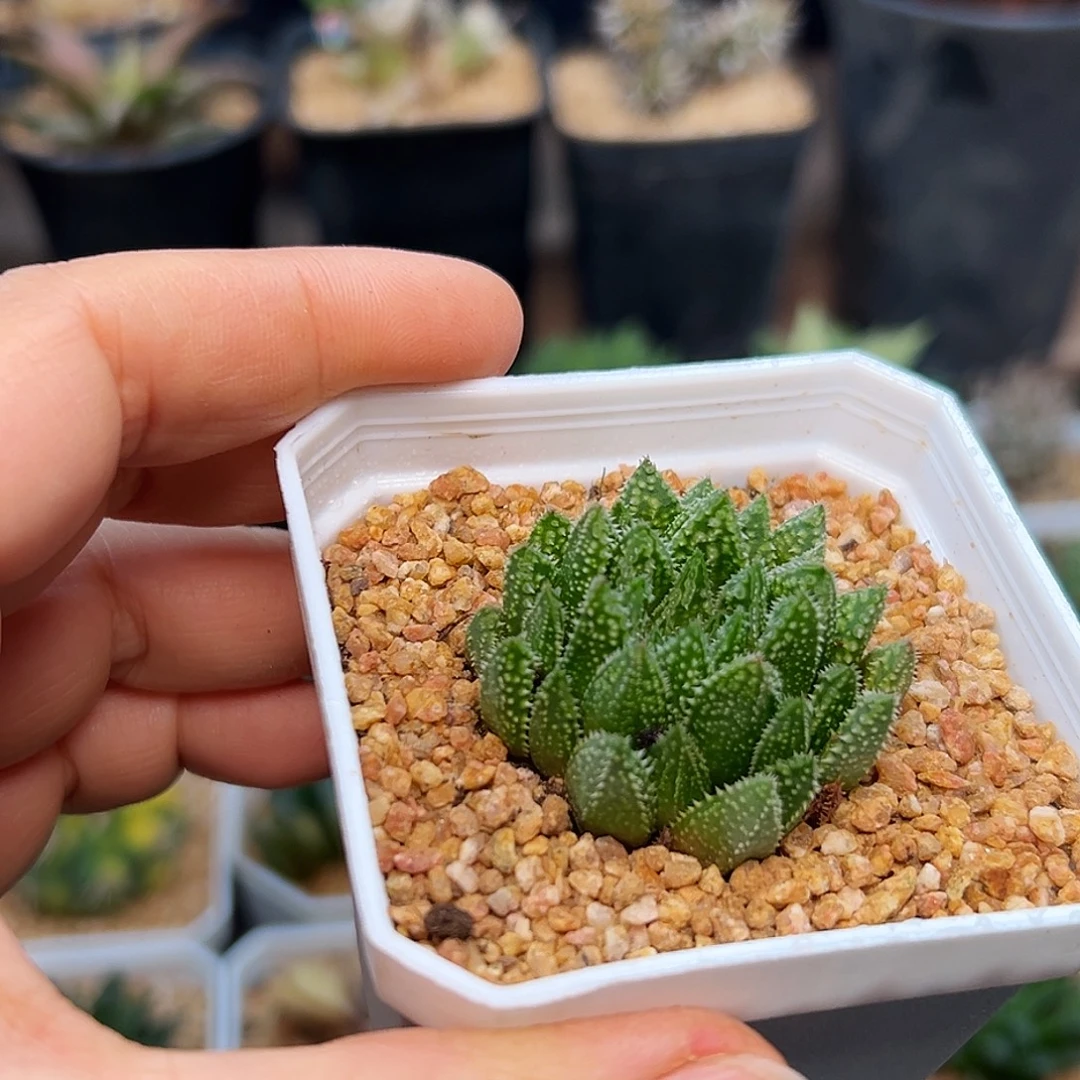 龙角稀有硬叶十二卷