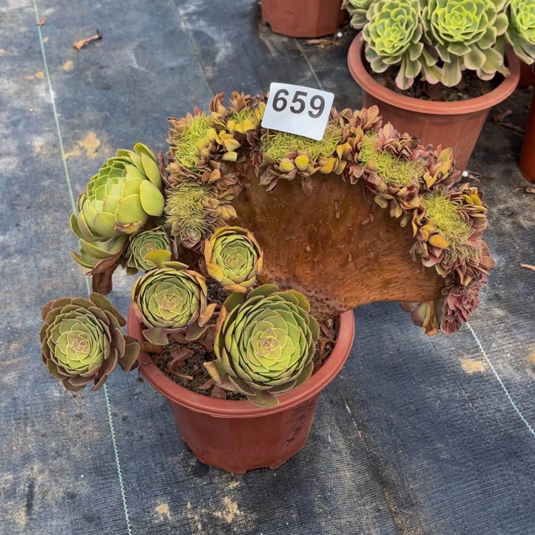 多肉植物万圣节缀659