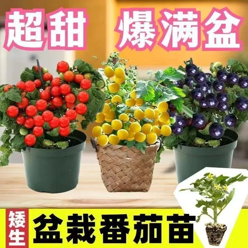 超甜盆栽矮生小番茄苗秧带土球矮生红黄黑圣女果樱桃小西红柿秧苗