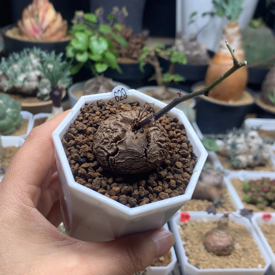 南非龟甲龙带盆629