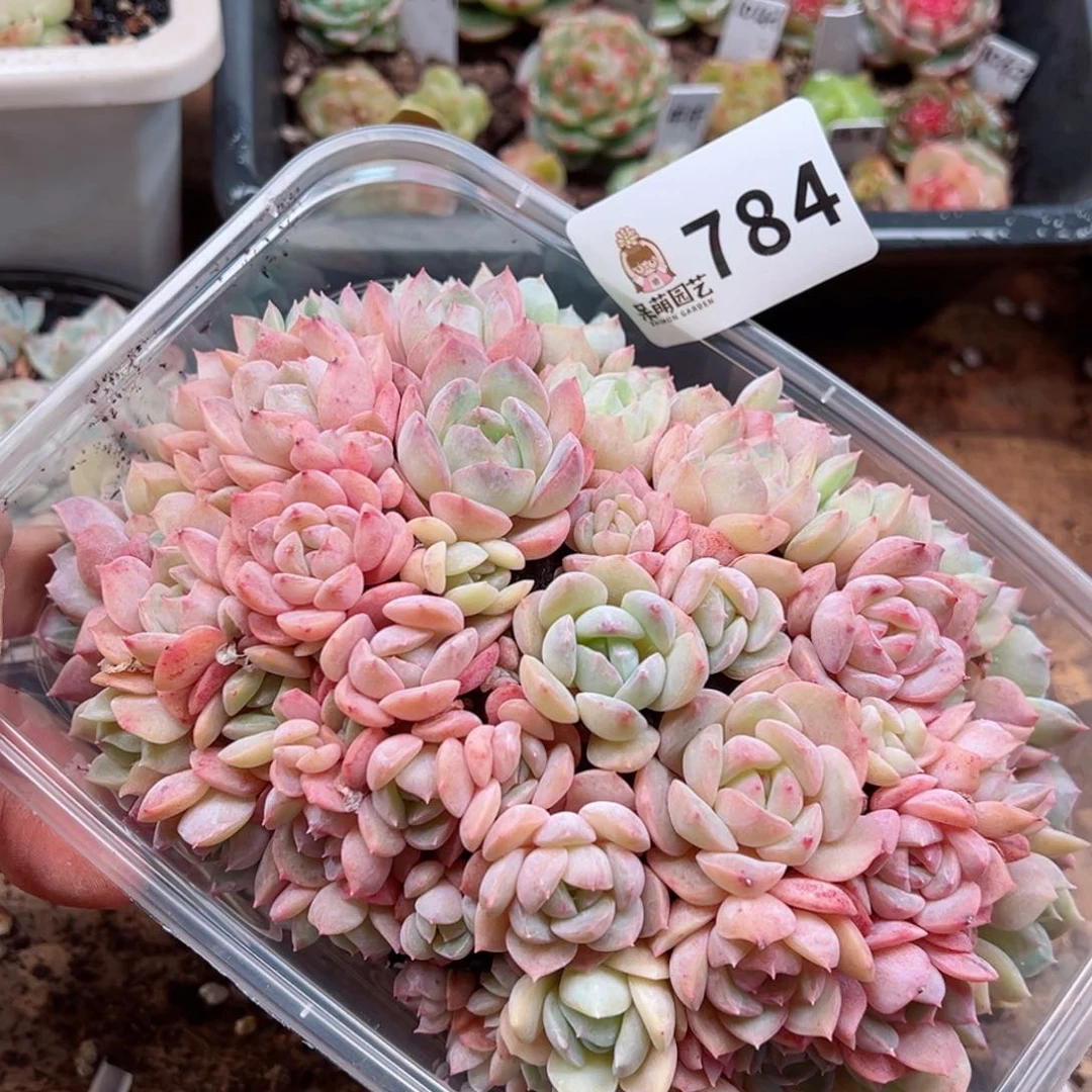 多肉植物多肉植物