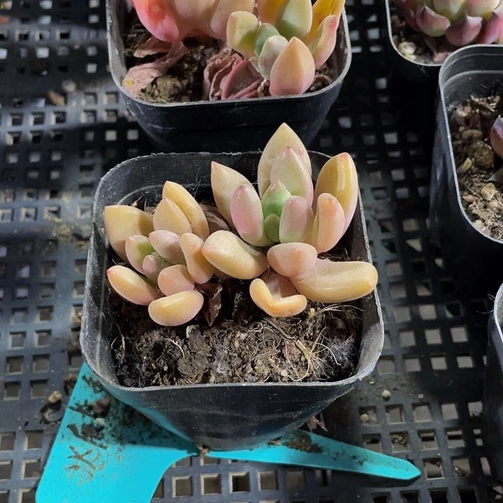 双头桃花源带盆土发