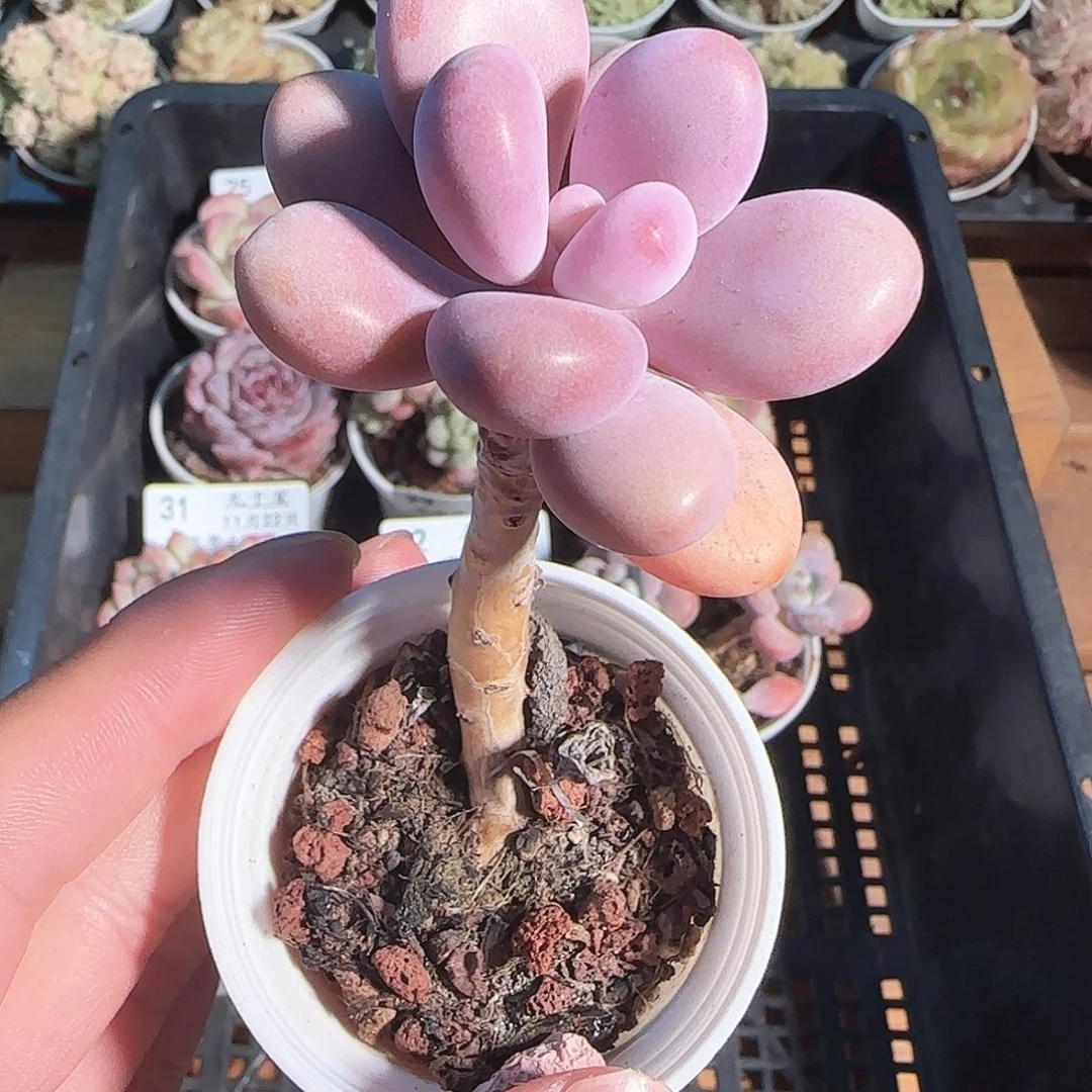 多肉1122-35桃蛋小老桩