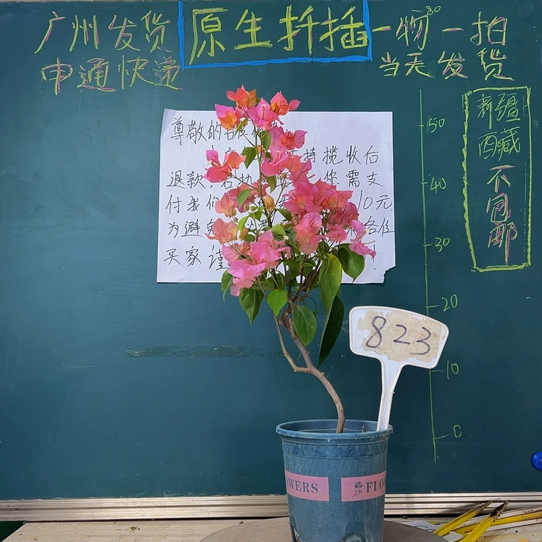 当前无花栽培后可以开花造型杆 波伊斯玫瑰823