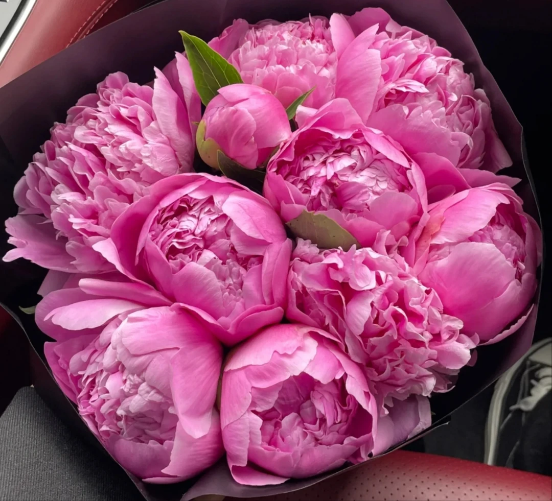 现货头茬3A+（兰富士）芍药鲜切花菏泽基地直发 母亲节鲜花