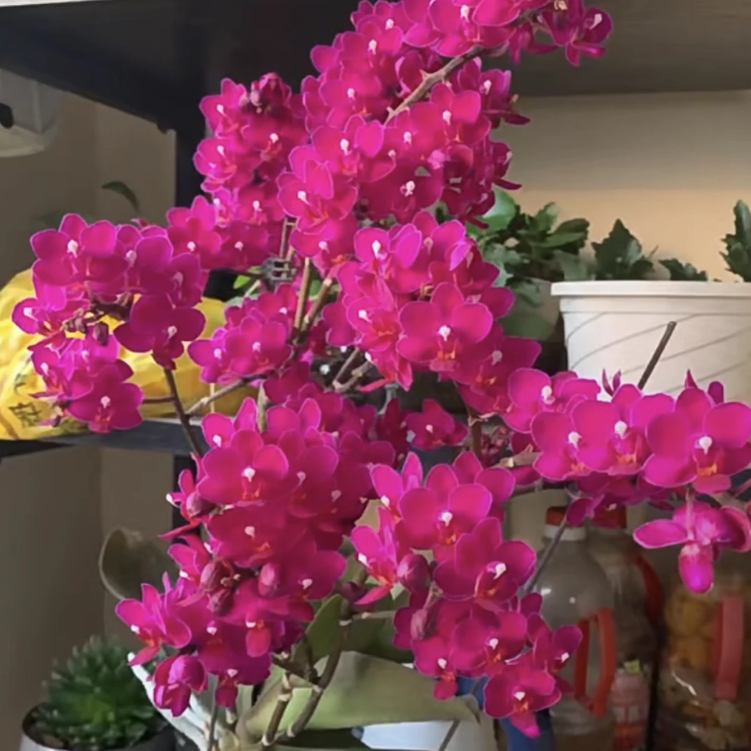爆花机器5个花剑 【满堂红】蝴蝶兰 稀有花色