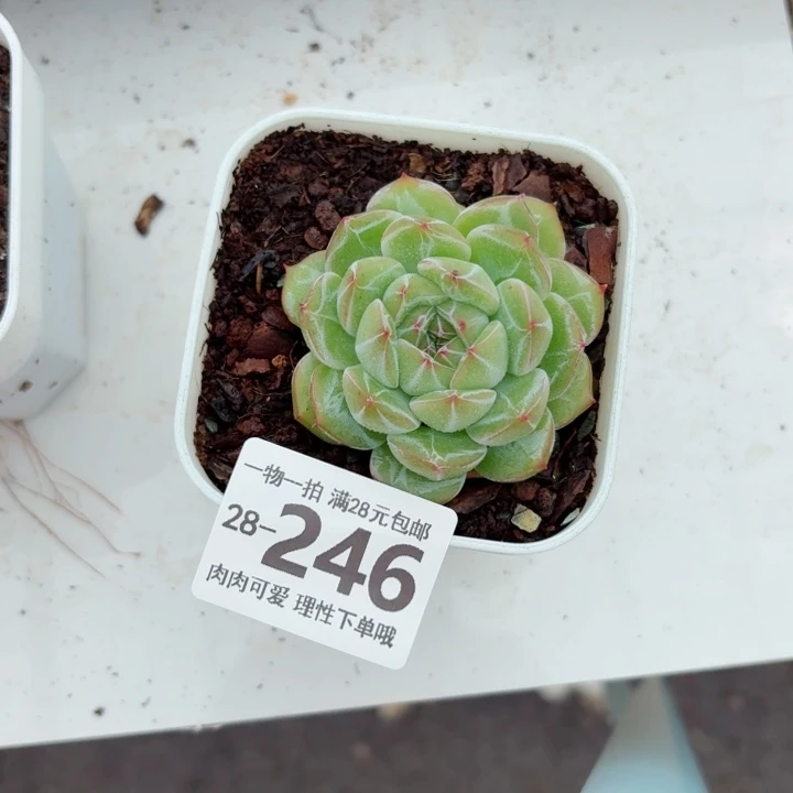 雪花珍妮无盆土发货多肉无