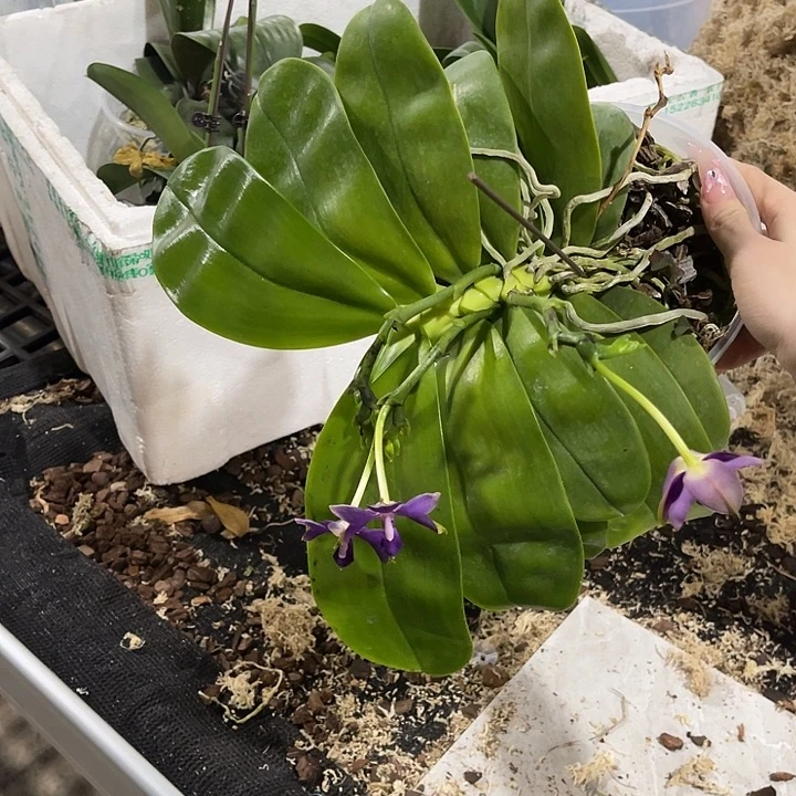 摩***澜无花朵蝴蝶兰原生