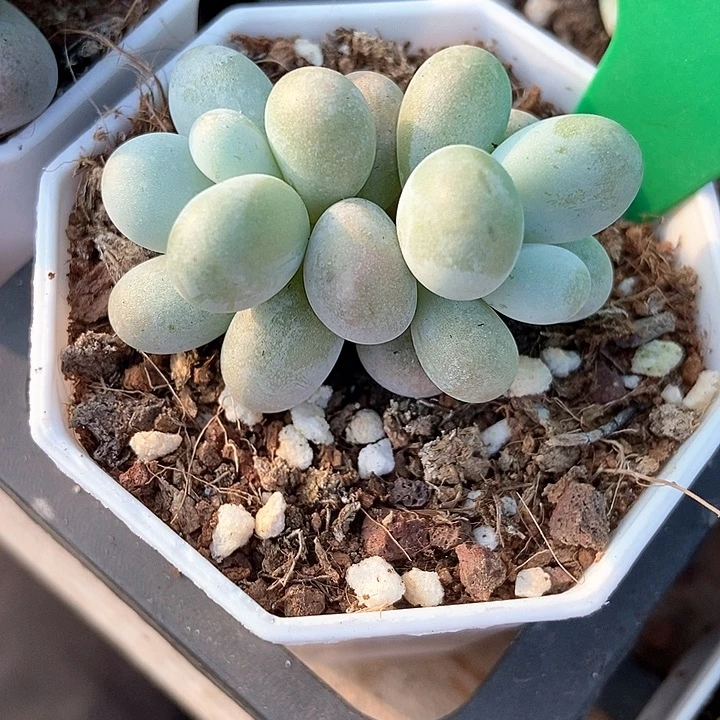 多肉植物蛋黄奶1035