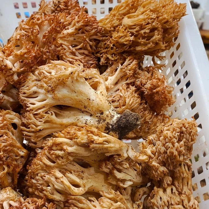身***禅直播间一物一拍中国大陆