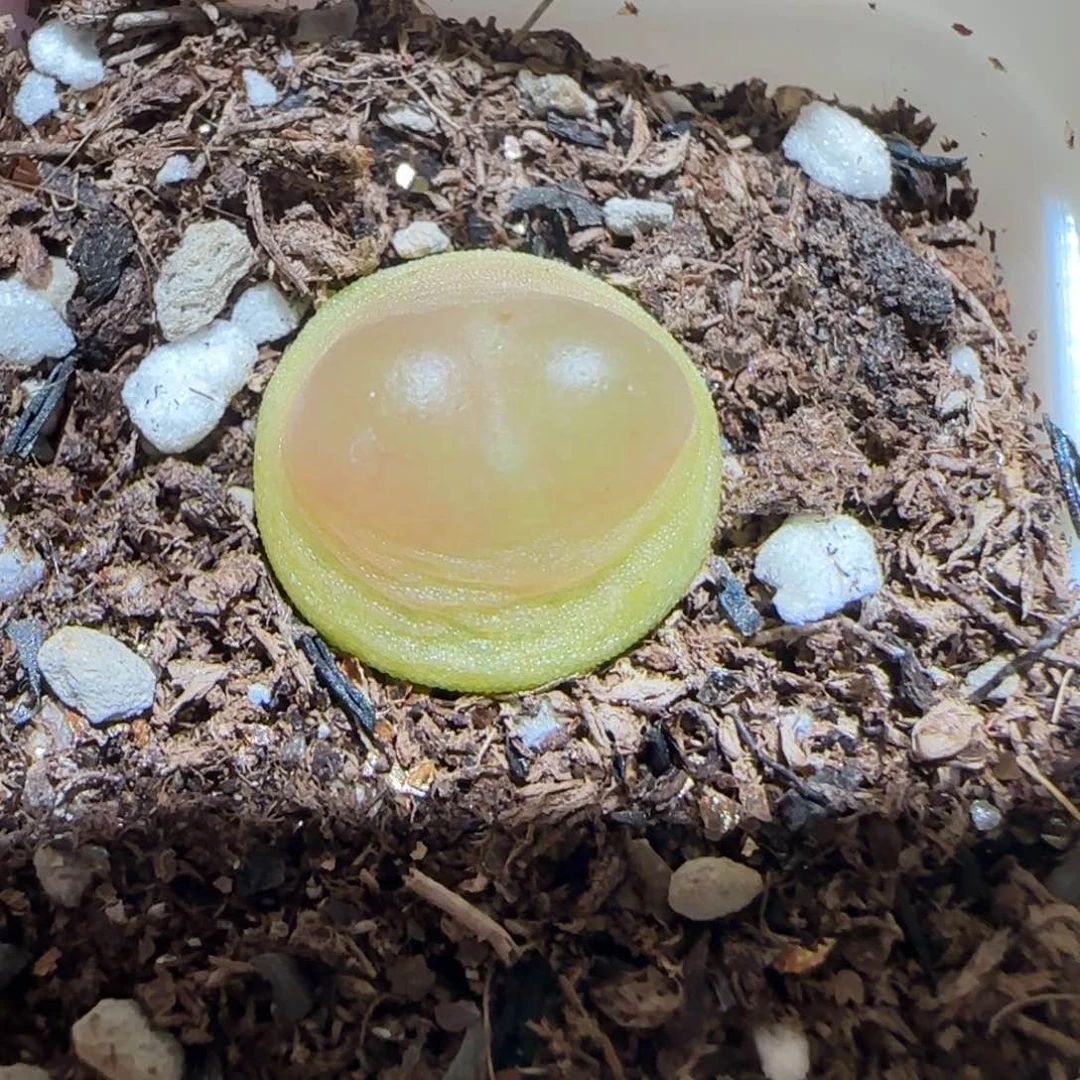 肉锥多肉植物百科-日式拉登1326