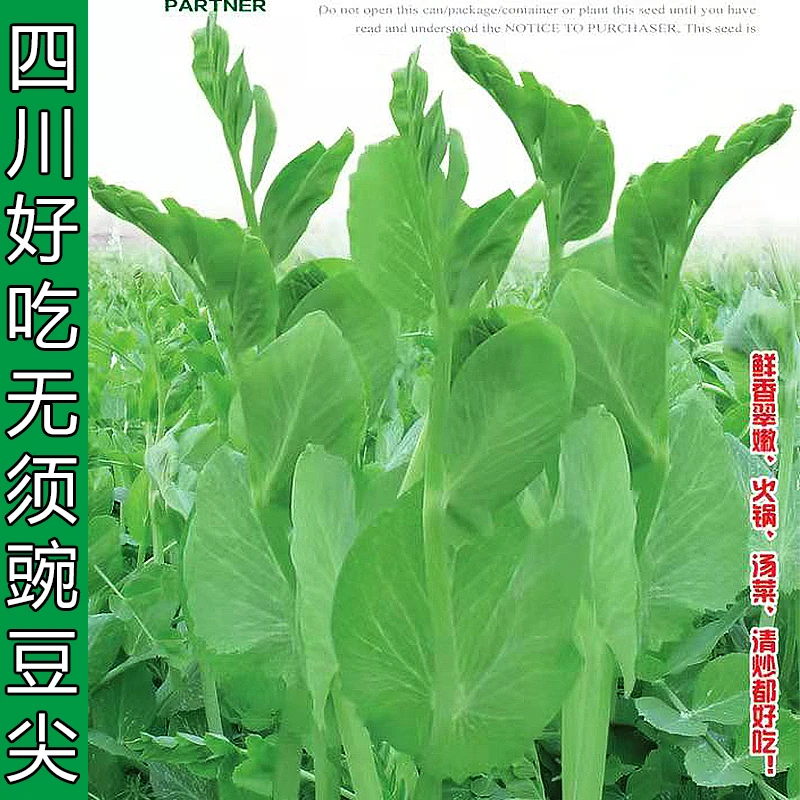 豌豆尖种子正宗四川无须豌豆尖种子早熟高产脆嫩好吃秋季耐寒过冬