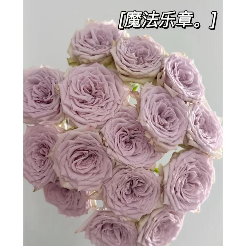 【魔法乐章】单头玫瑰云南基地直发顺丰包邮