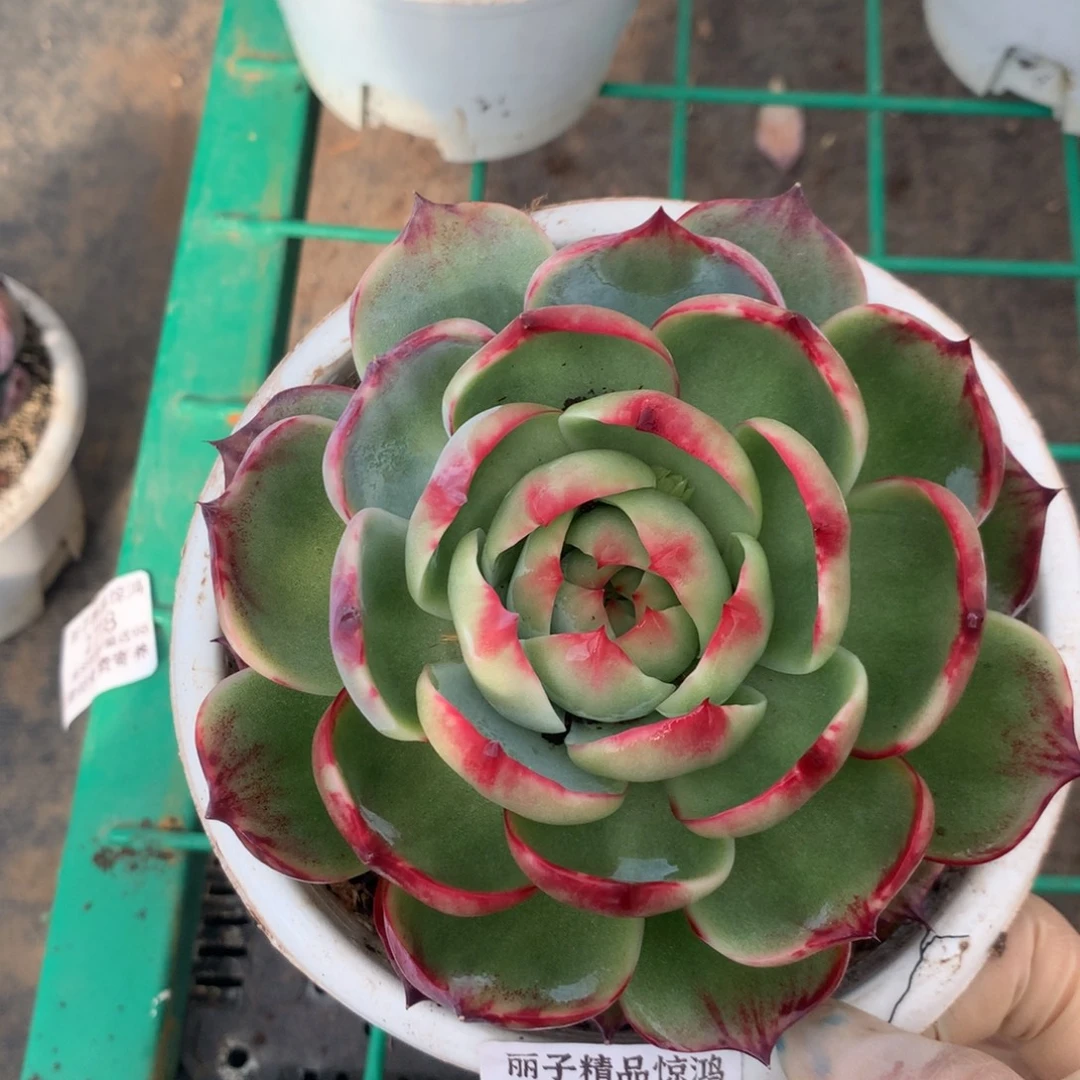 2221多肉植物惊鸿12