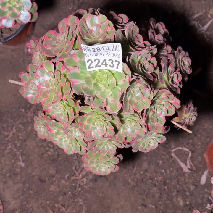 22437安娜多肉植物