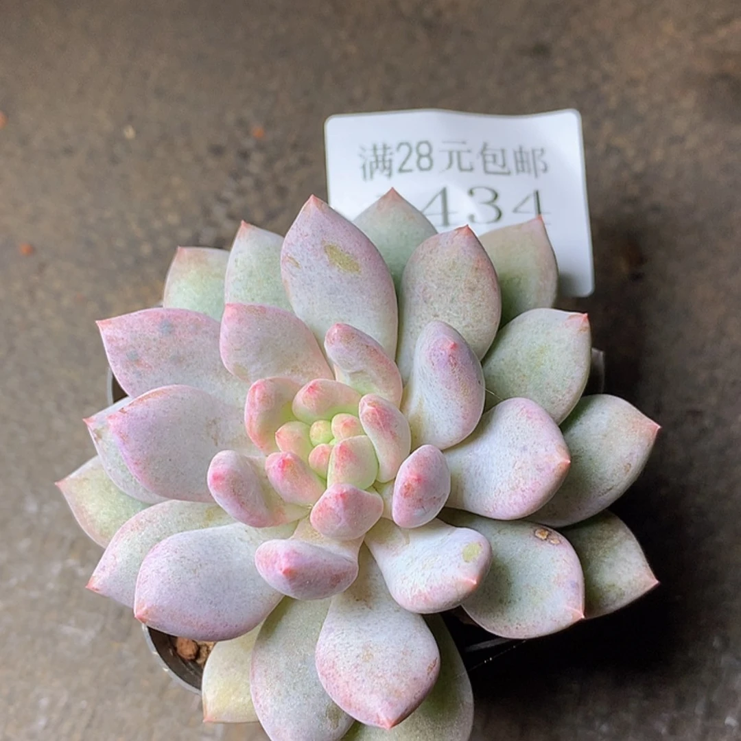 【闪购商品】云1434号