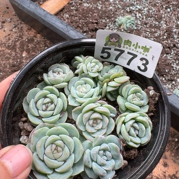 多肉植物多肉植物