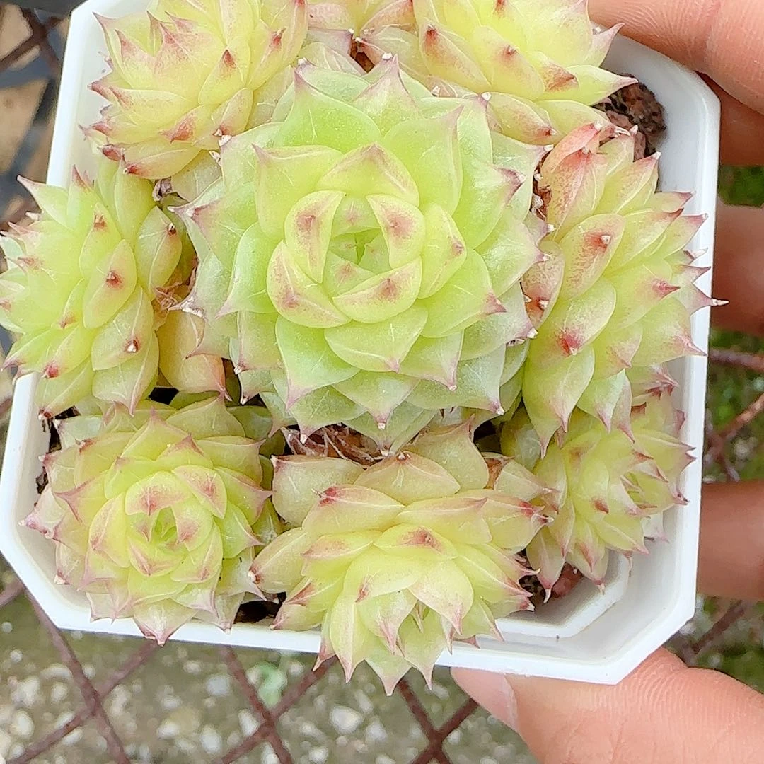 【闪购商品】0704-84透包子优选