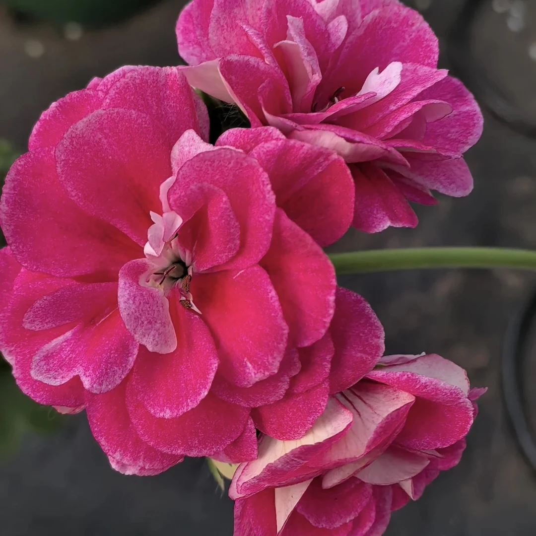 【古典玫瑰】垂吊天竺葵（中苗）