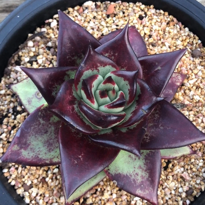 满发色外翻叶000000023