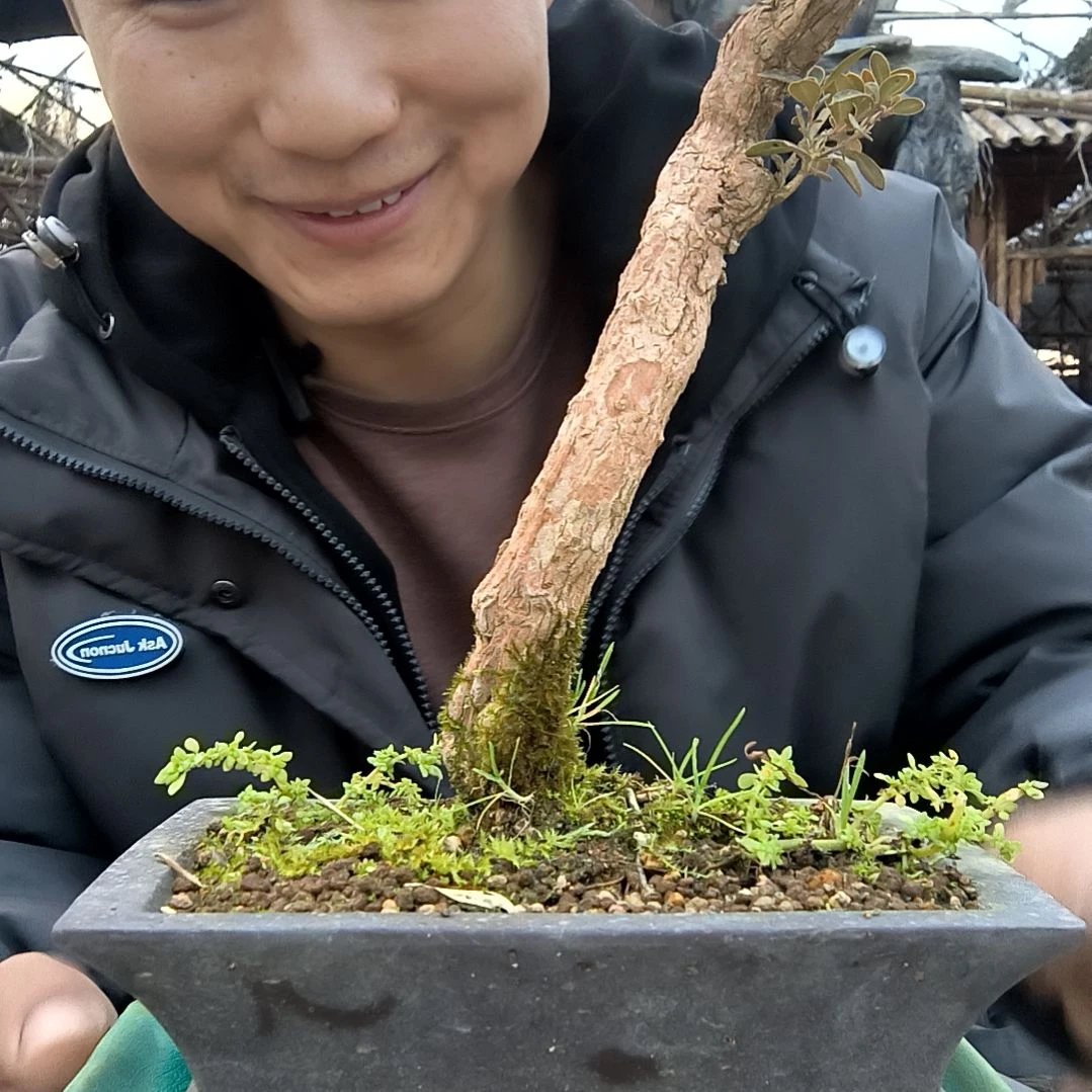 阿*小盆景小植物一物一拍155