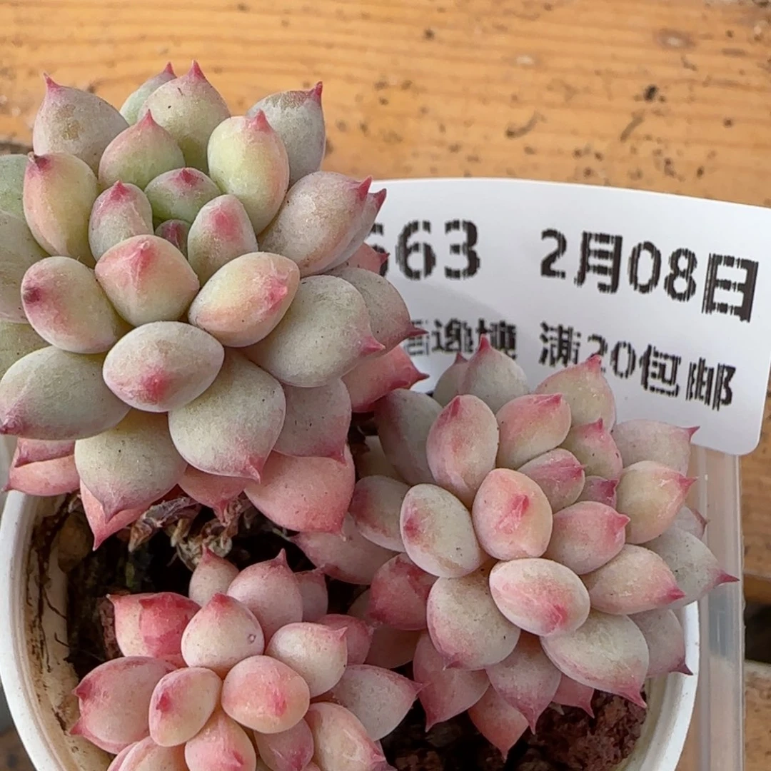 花语逸镜0208-663