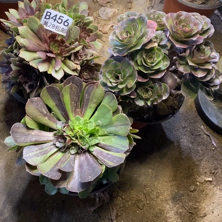 3盆多肉断头不包456