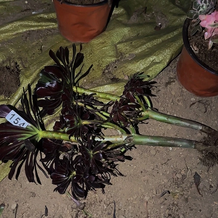 153水墨丹青多肉植物