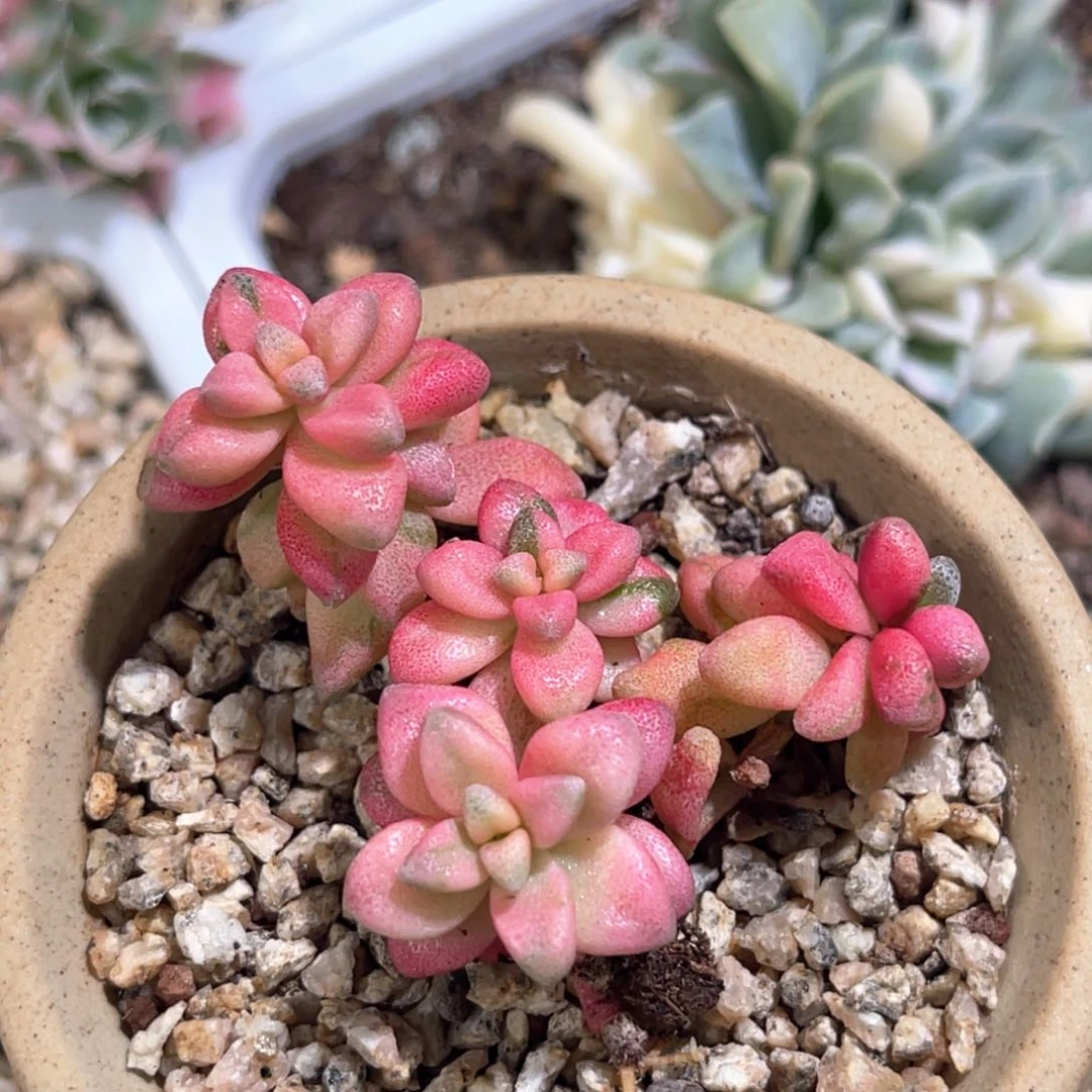 多肉特价七彩白鹭锦