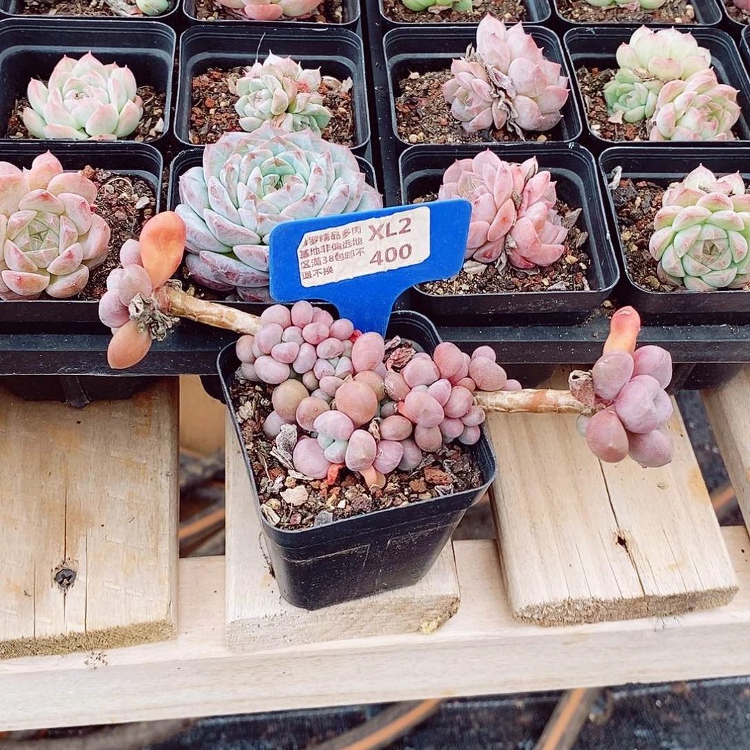 ک*宝石美人7cm多肉植物