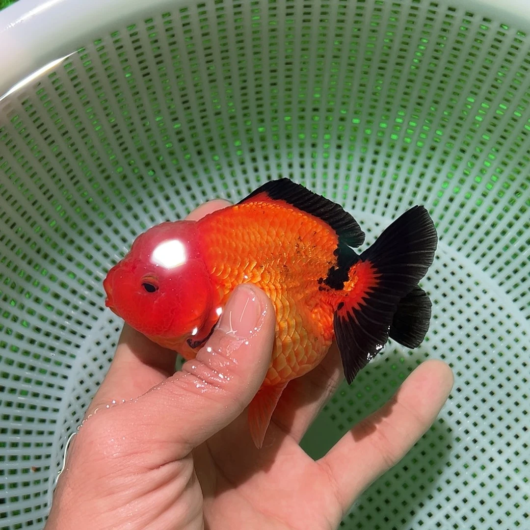 海水鱼金鱼福利价格多多