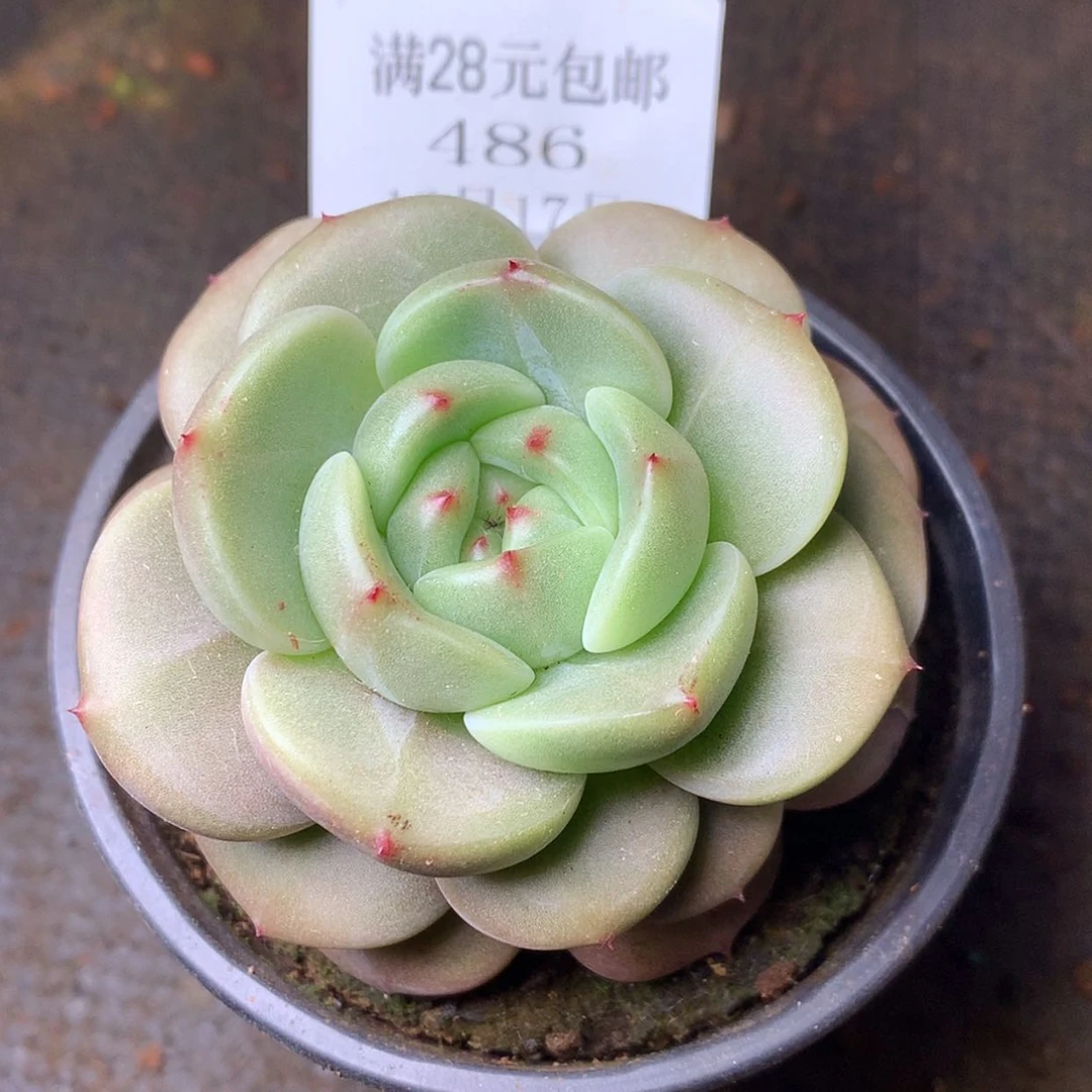 【闪购商品】云486号Q橙